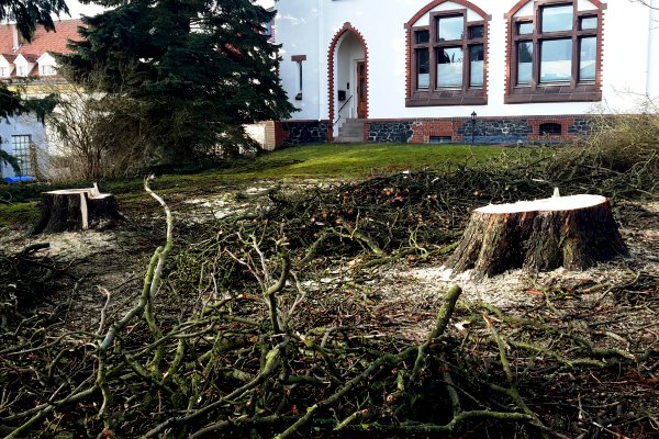 Baumschutz, gefällte Bäume im Schwenkeweg