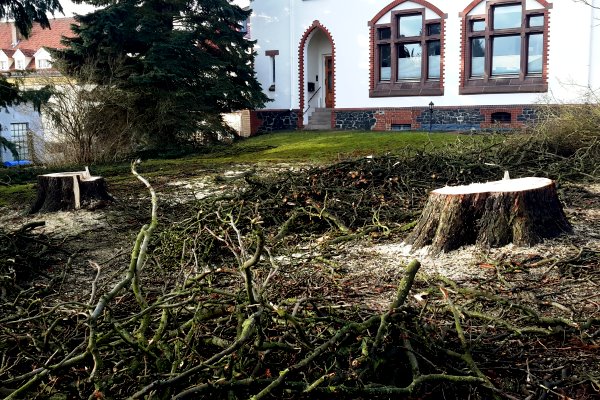 Baumschutz, gefllte Bume im Schwenkeweg