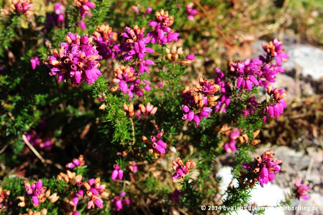 Scottish Heather